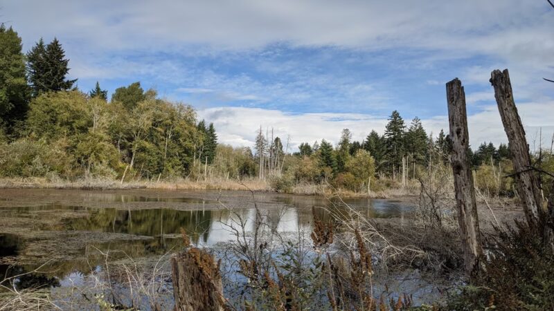 Island Center Forest 188th Trailhead - Vashon, WA