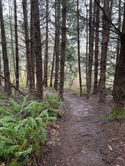 Judd Creek Loop Trail - Vashon, WA