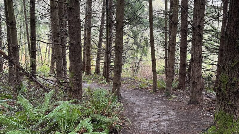 Judd Creek Loop Trail - Vashon, WA