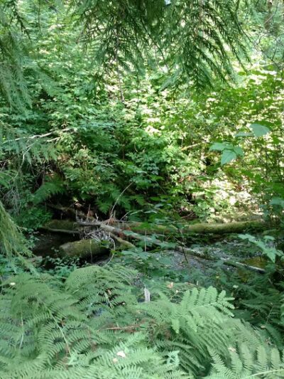 Judd Creek Loop Trail - Vashon, WA