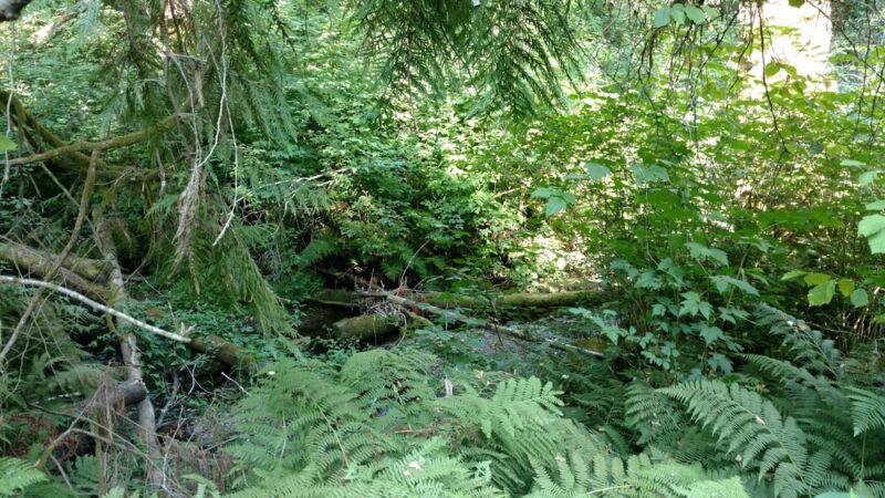 Judd Creek Loop Trail - Vashon, WA