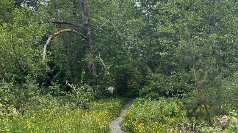 Judd Creek Preserve - Vashon, WA