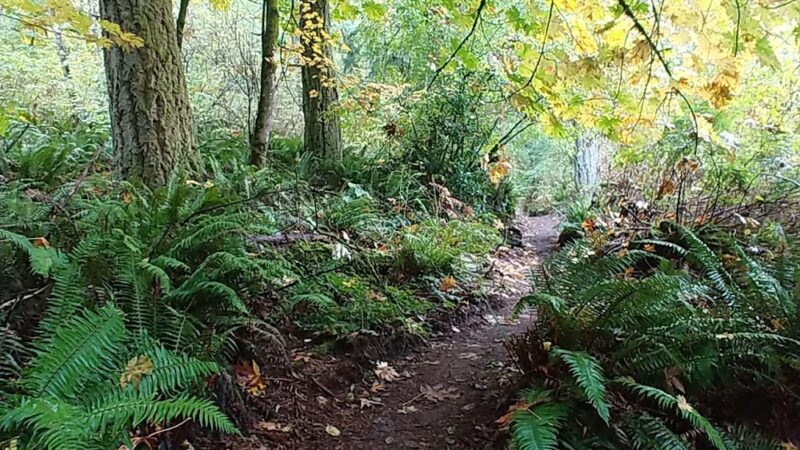 Judd Creek Preserve - Vashon, WA