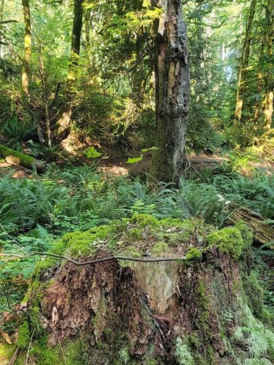Judd Creek Preserve - Vashon, WA