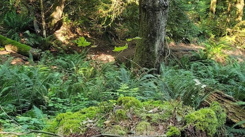 Judd Creek Preserve - Vashon, WA