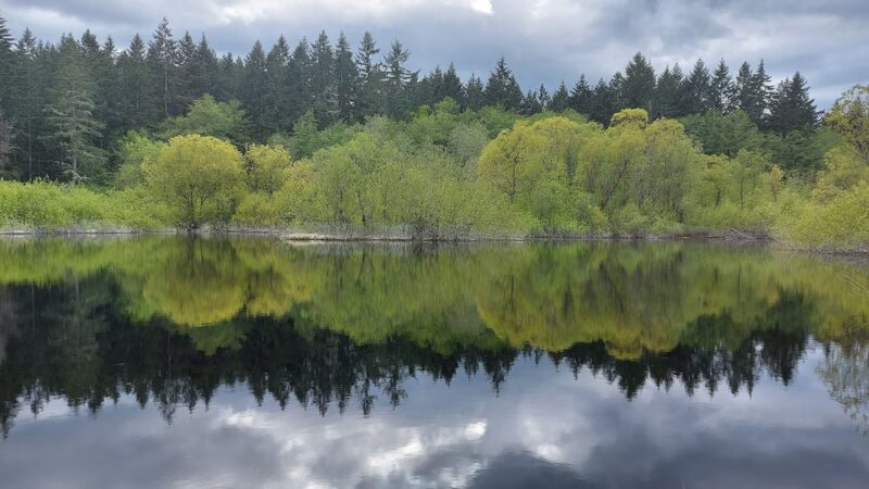 Mukai Pond - Vashon, WA