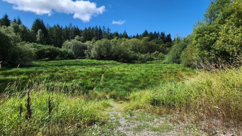 Mukai Pond - Vashon, WA