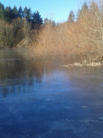 Mukai Pond - Vashon, WA