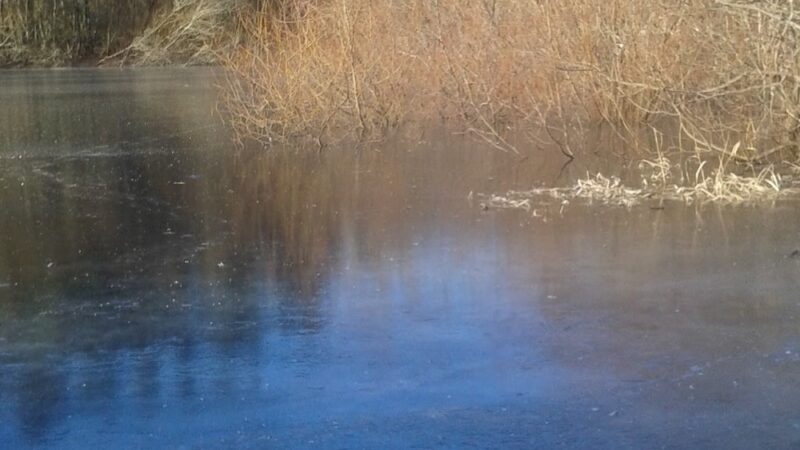 Mukai Pond - Vashon, WA
