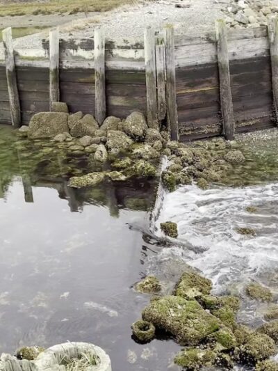 Raab's Lagoon Natural Area - Vashon, WA