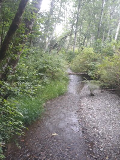 Shinglemill Creek Natural Area - Vashon, WA