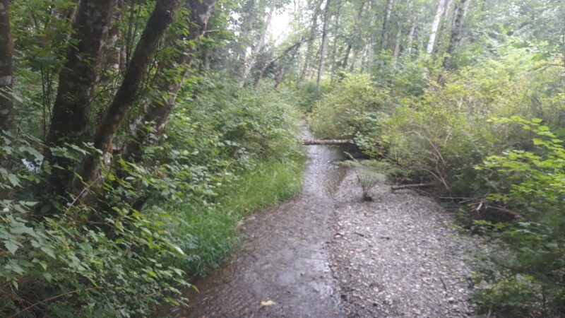 Shinglemill Creek Natural Area - Vashon, WA