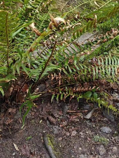 Shinglemill Creek Natural Area - Vashon, WA