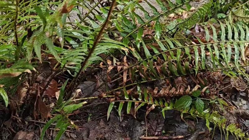 Shinglemill Creek Natural Area - Vashon, WA