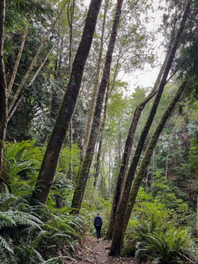 Shinglemill Creek Natural Area - Vashon, WA