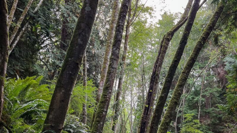 Shinglemill Creek Natural Area - Vashon, WA