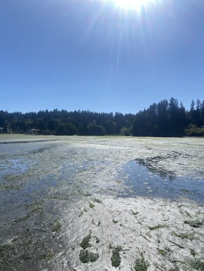 Shinglemill Creek Natural Area - Vashon, WA