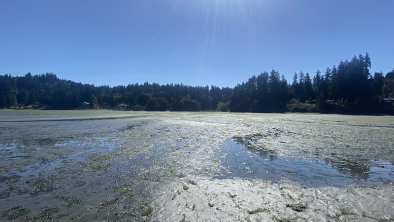 Shinglemill Creek Natural Area - Vashon, WA
