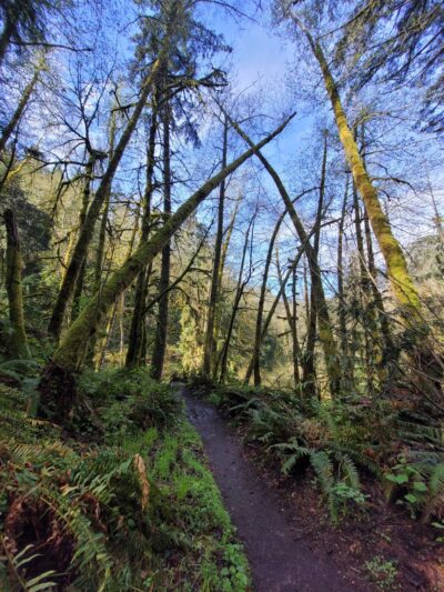 Shinglemill creek trailhead - Vashon, WA