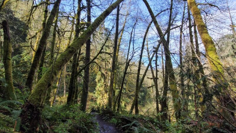 Shinglemill creek trailhead - Vashon, WA