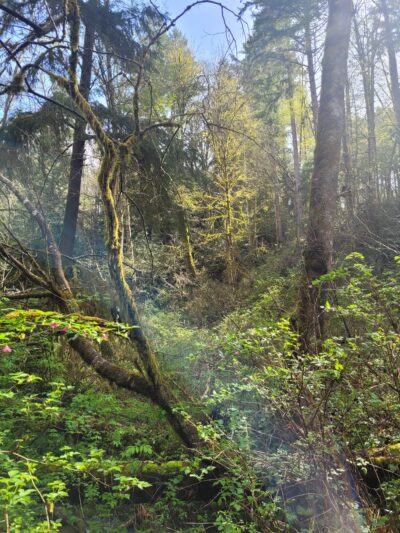 Shinglemill creek trailhead - Vashon, WA