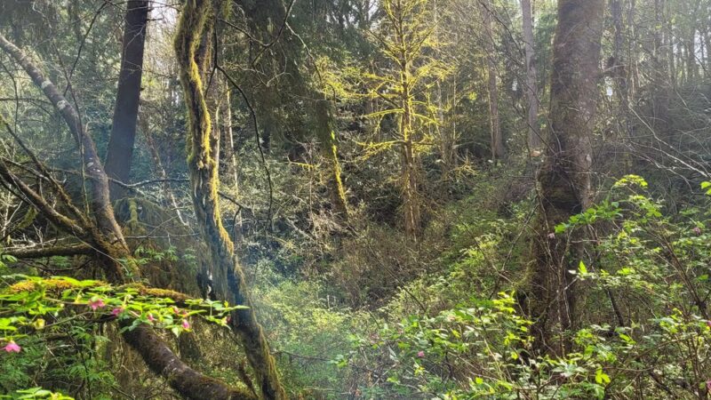 Shinglemill creek trailhead - Vashon, WA