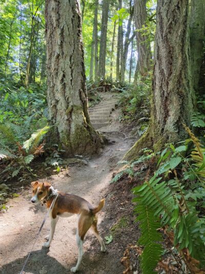 Shinglemill creek trailhead - Vashon, WA