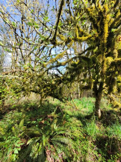 Shinglemill creek trailhead - Vashon, WA