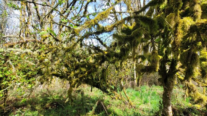 Shinglemill creek trailhead - Vashon, WA