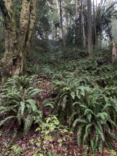 Shinglemill creek trailhead - Vashon, WA