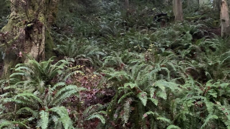 Shinglemill creek trailhead - Vashon, WA