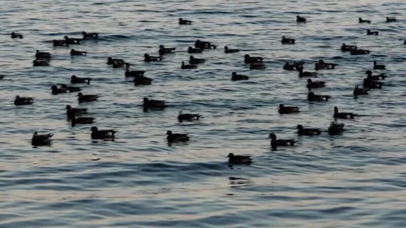 Tramp Harbor - Vashon, WA