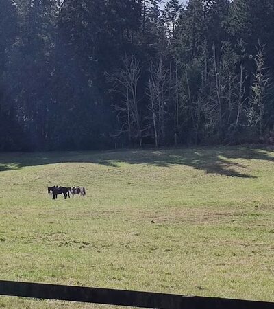 Wax Orchard Park - Vashon, WA