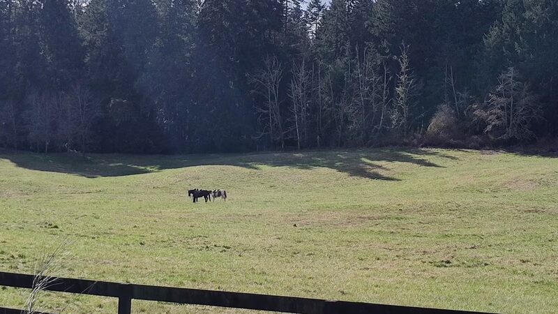 Wax Orchard Park - Vashon, WA