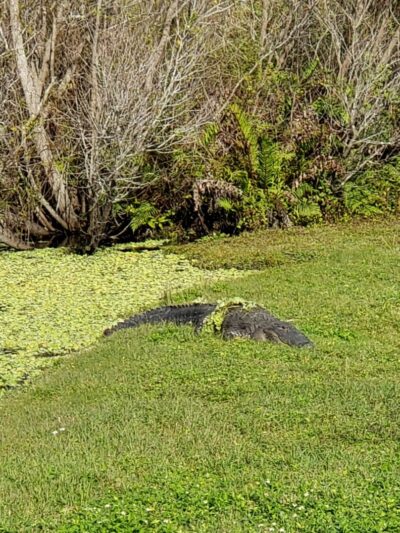 Woodmere Park - Venice, FL