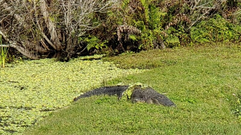 Woodmere Park - Venice, FL
