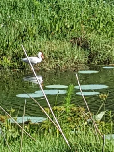 Woodmere Park - Venice, FL