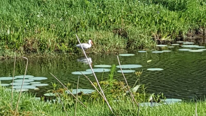 Woodmere Park - Venice, FL