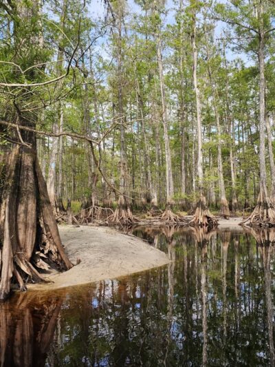 Fisheating Creek Wildlife Management Area - Venus, FL