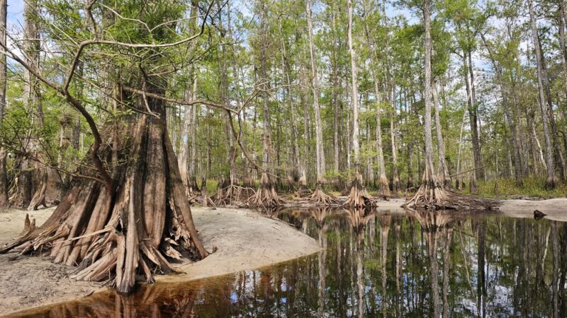 Fisheating Creek Wildlife Management Area - Venus, FL