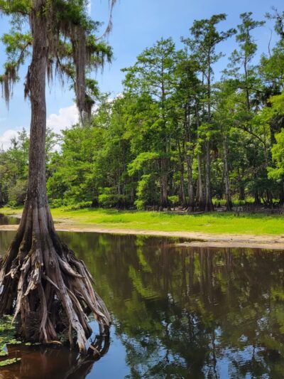 Fisheating Creek Wildlife Management Area - Venus, FL