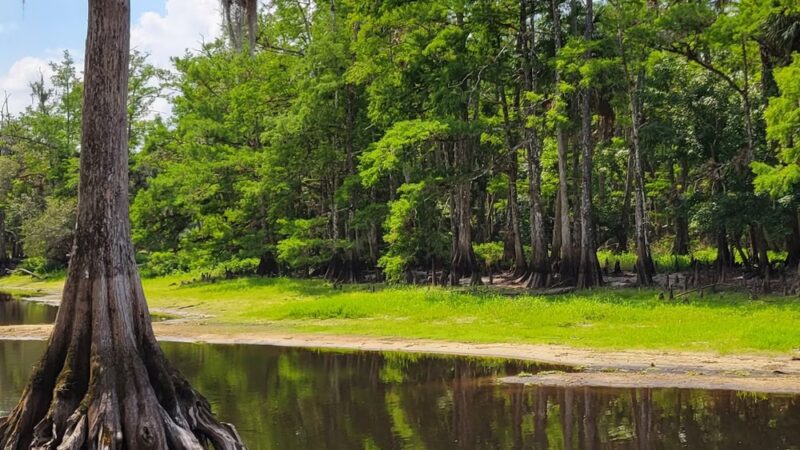Fisheating Creek Wildlife Management Area - Venus, FL