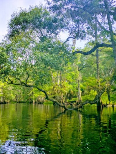 Fisheating Creek Wildlife Management Area - Venus, FL