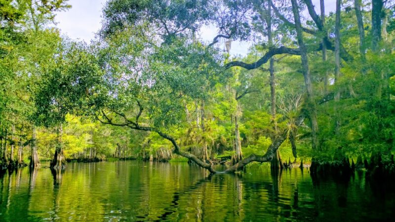 Fisheating Creek Wildlife Management Area - Venus, FL