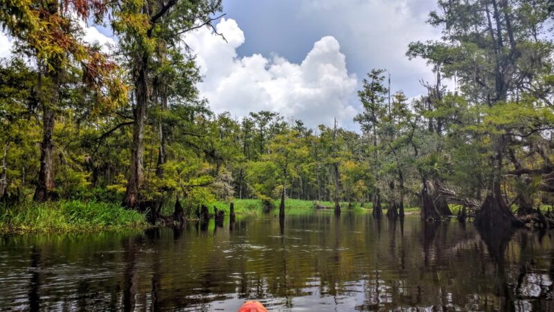 Fisheating Creek Wildlife Management Area - Venus, FL