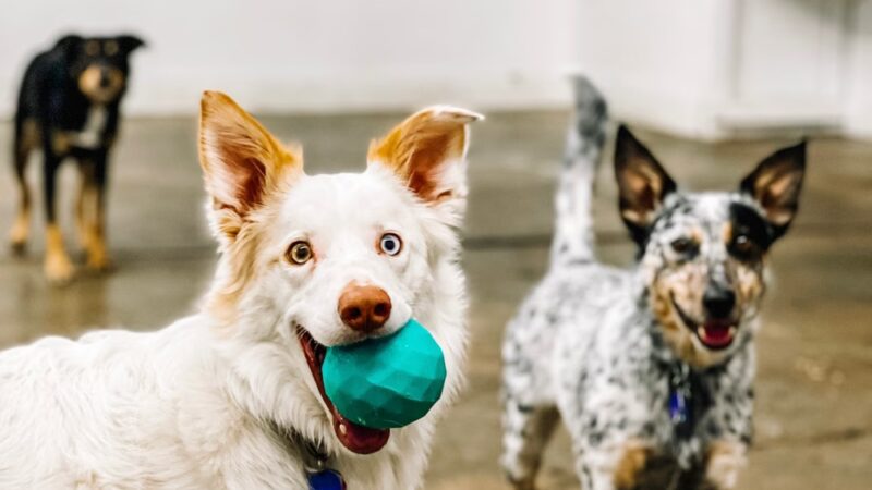 Animal House Day Care - Vernal, UT