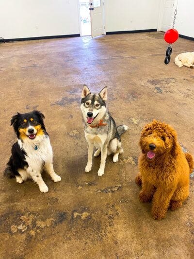 Animal House Day Care - Vernal, UT