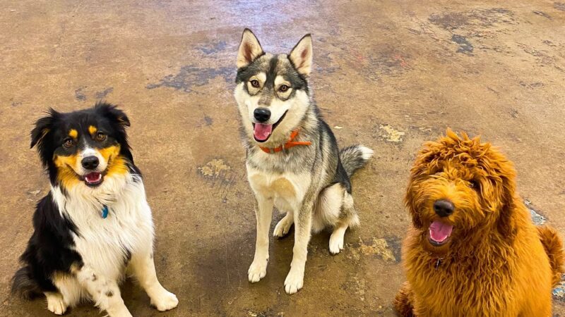 Animal House Day Care - Vernal, UT