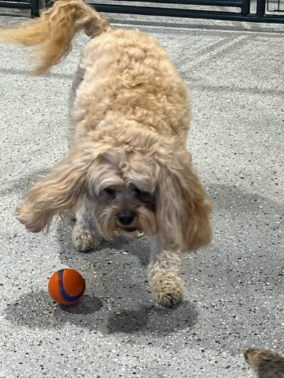 Joy’s landing doggie daycare resort - Vernal, UT