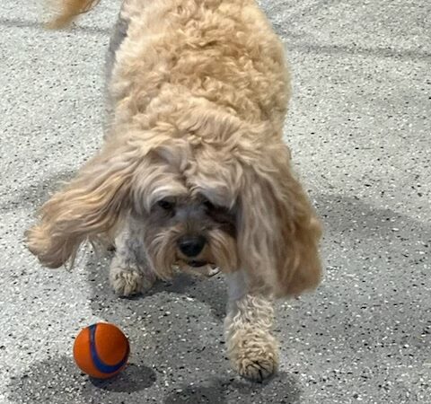 Joy’s landing doggie daycare resort - Vernal, UT